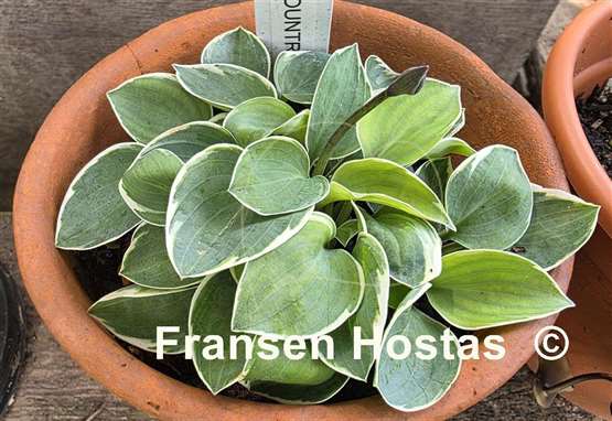 Hosta Country Mouse