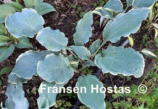 Hosta Country River Rapids