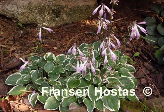 Hosta Country Mouse
