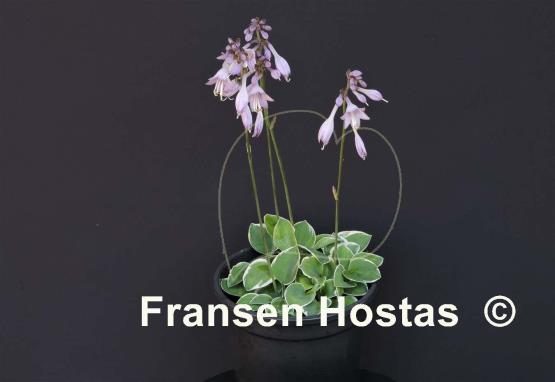 Hosta Country Mouse