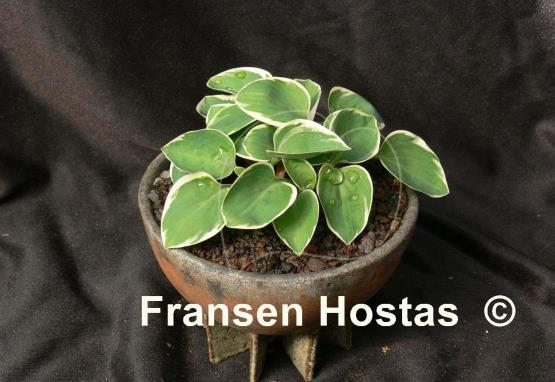 Hosta Country Mouse