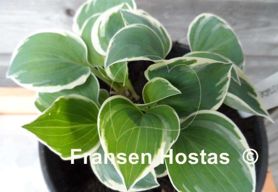 Hosta Country Mouse