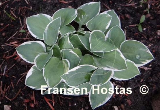 Hosta Country Mouse