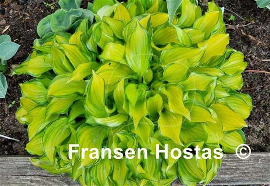 Hosta Cracker Crumbs