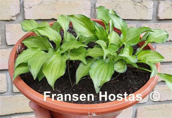 Hosta Cracker Crumbs