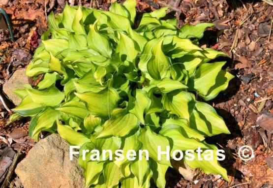 Hosta Cracker Crumbs
