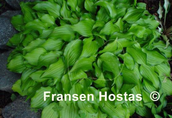 Hosta Cracker Crumbs