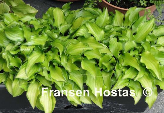 Hosta Cracker Crumbs