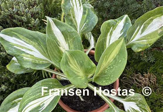 Hosta Crackerjack