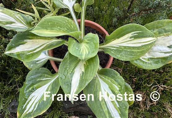 Hosta Crackerjack