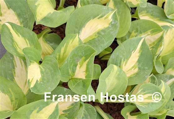 Hosta Crackerjack
