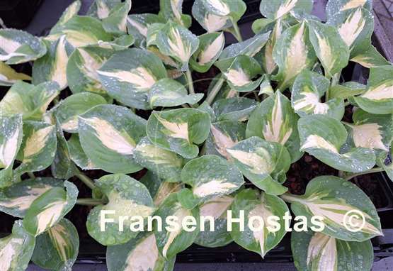 Hosta Crackerjack