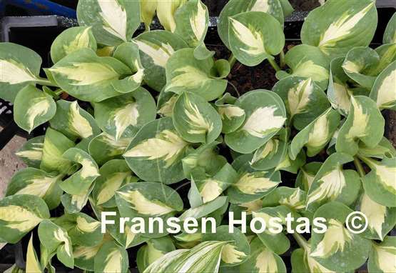 Hosta Crackerjack
