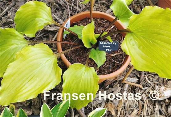 Hosta Cranberry Wine
