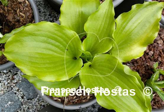 Hosta Cranberry Wine
