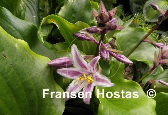 Hosta Cranberry Wine