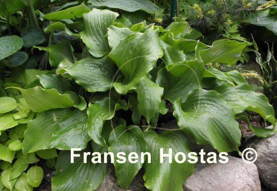 Hosta Cranberry Wine