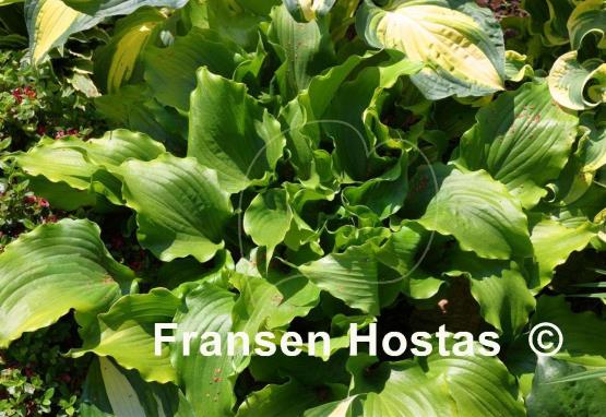 Hosta Cranberry Wine