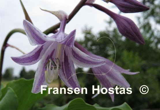 Hosta Cranberry Wine