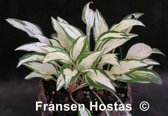 Hosta Crater's Heart