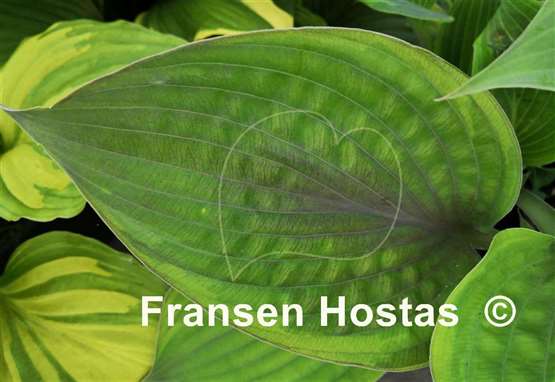 Hosta Crazy Hazy