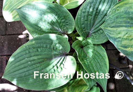 Hosta Crazy Hazy