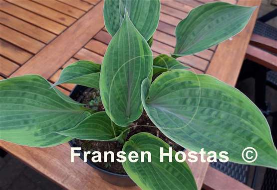 Hosta Crazy Hazy