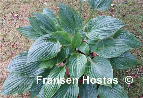 Hosta Crazy Hazy