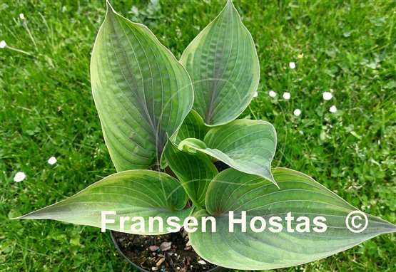 Hosta Crazy Hazy