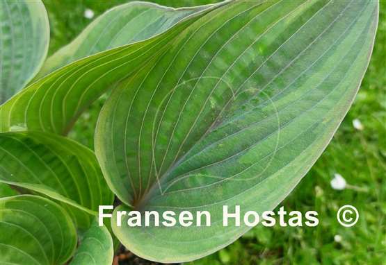 Hosta Crazy Hazy