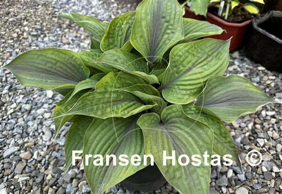 Hosta Crazy Hazy
