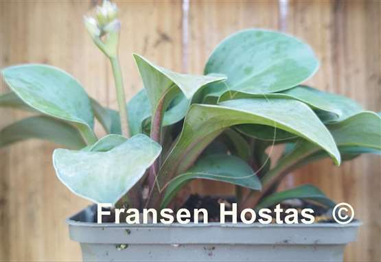 Hosta Crazy Mouse