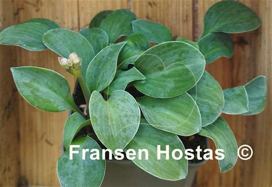 Hosta Crazy Mouse
