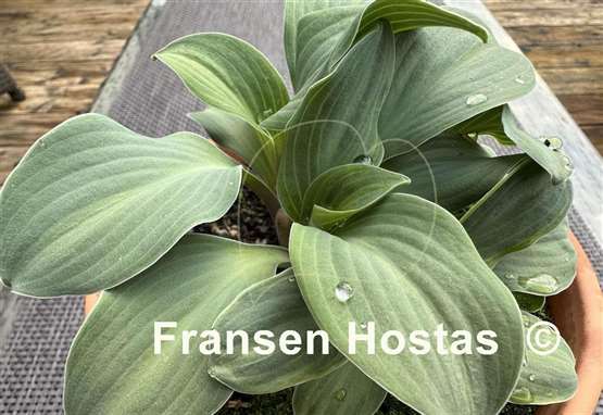 Hosta Crazy Mouse