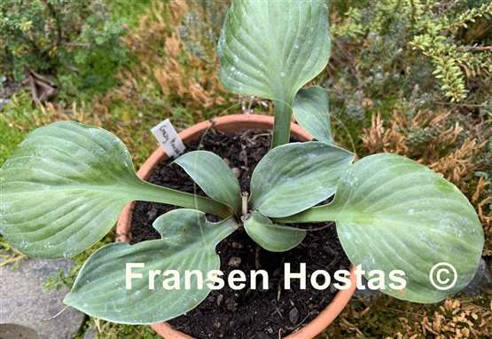 Hosta Crazy Mouse