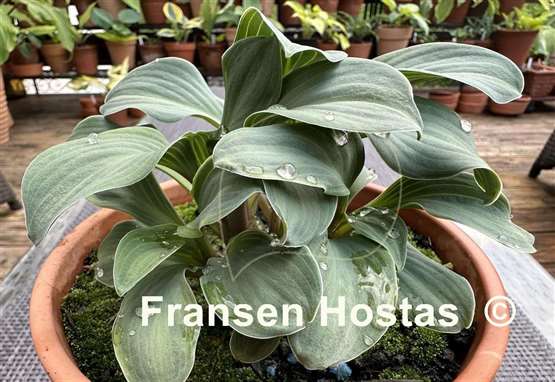Hosta Crazy Mouse