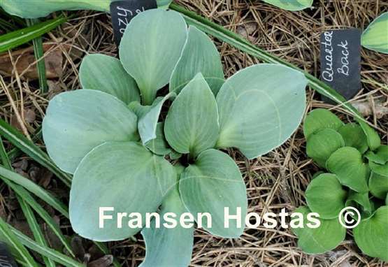 Hosta Crazy Mouse