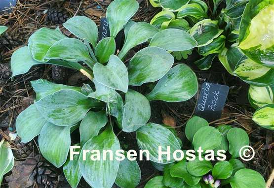 Hosta Crazy Mouse