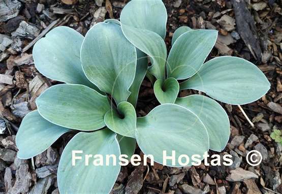 Hosta Crazy Mouse