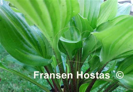Hosta Crazy Spirit