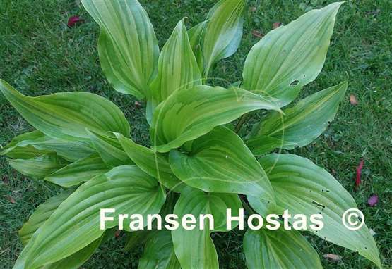 Hosta Crazy Spirit
