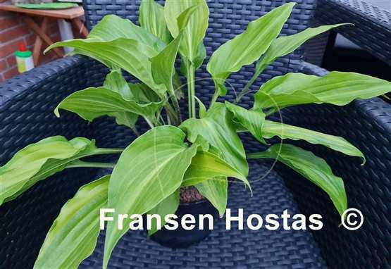 Hosta Crazy Spirit