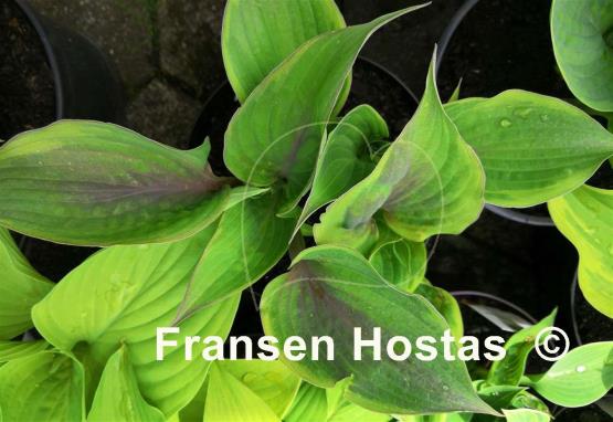 Hosta Crazy Hazy