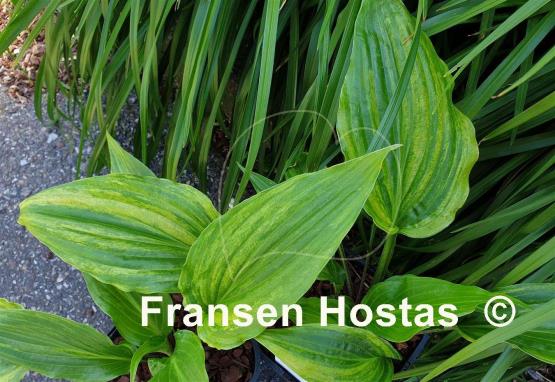 Hosta Crazy Spirit