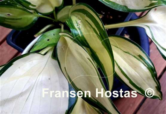 Hosta Cream Cake