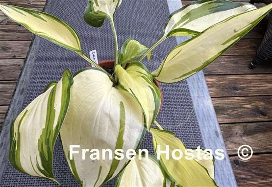Hosta Cream Cake