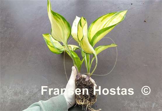 Hosta Cream Cake