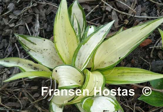 Hosta Cream Cake