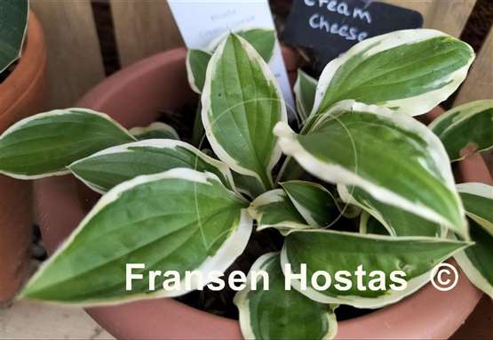 Hosta Cream Cheese