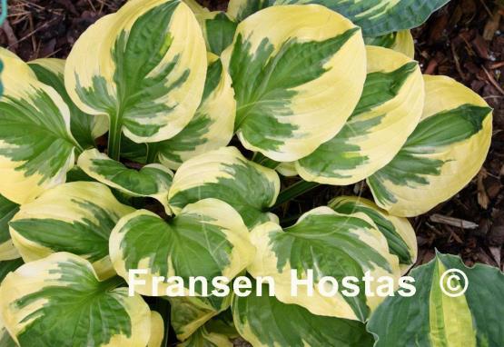 Hosta Cream Cheese
